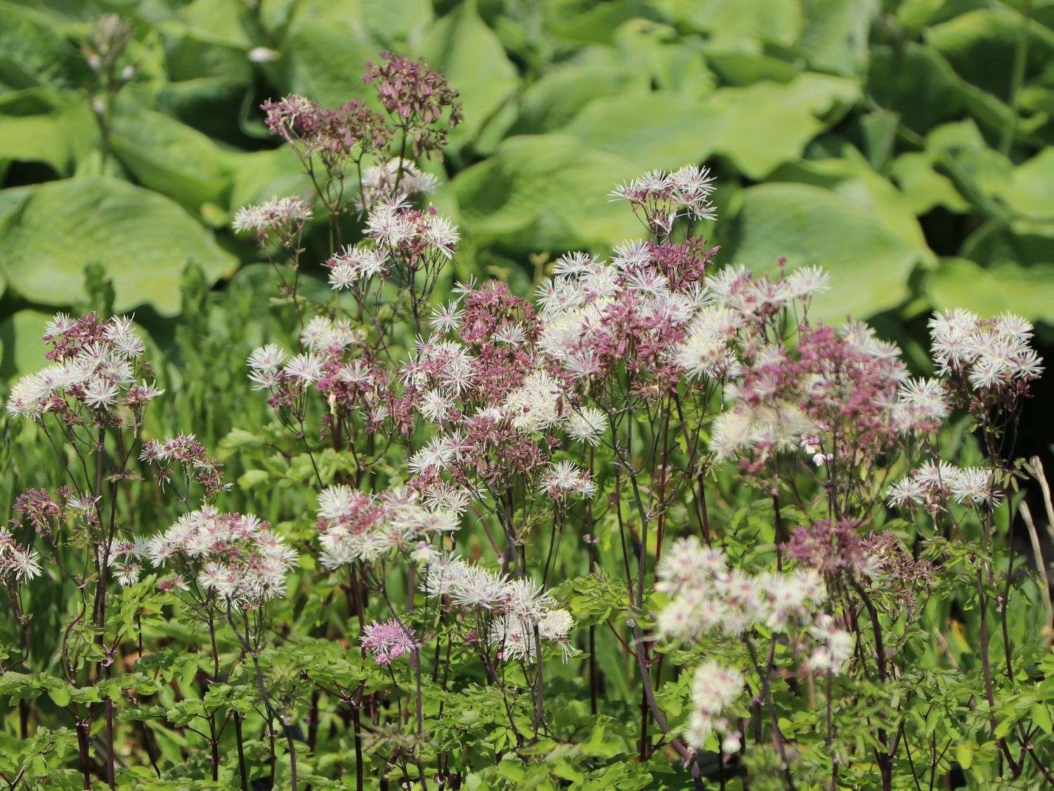 Akeleiblättrige Wiesenraute 'Nimbus White' - Thalictrum aquilegifolium 'Nimbus White'