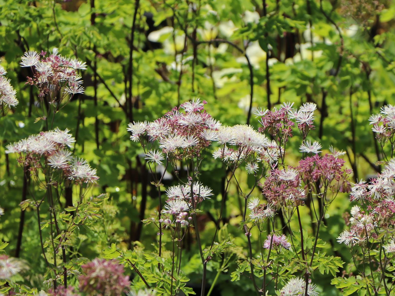 Akeleiblättrige Wiesenraute 'Nimbus White' - Thalictrum aquilegifolium 'Nimbus White'
