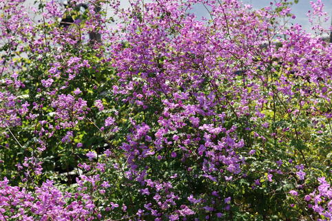 Akeleiblättrige Wiesenraute 'Purple Wings' - Thalictrum aquilegifolium 'Purple Wings'
