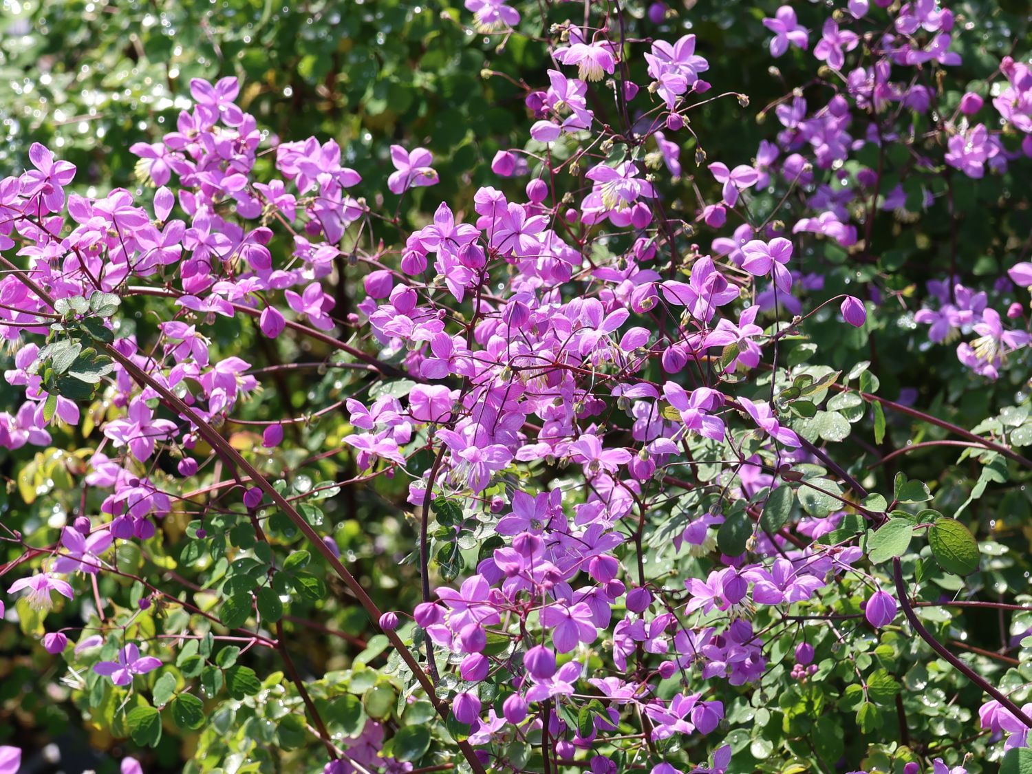 Akeleiblättrige Wiesenraute 'Purple Wings' - Thalictrum aquilegifolium 'Purple Wings'