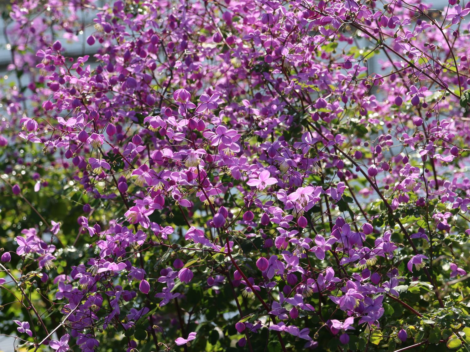Akeleiblättrige Wiesenraute 'Purple Wings' - Thalictrum aquilegifolium 'Purple Wings'