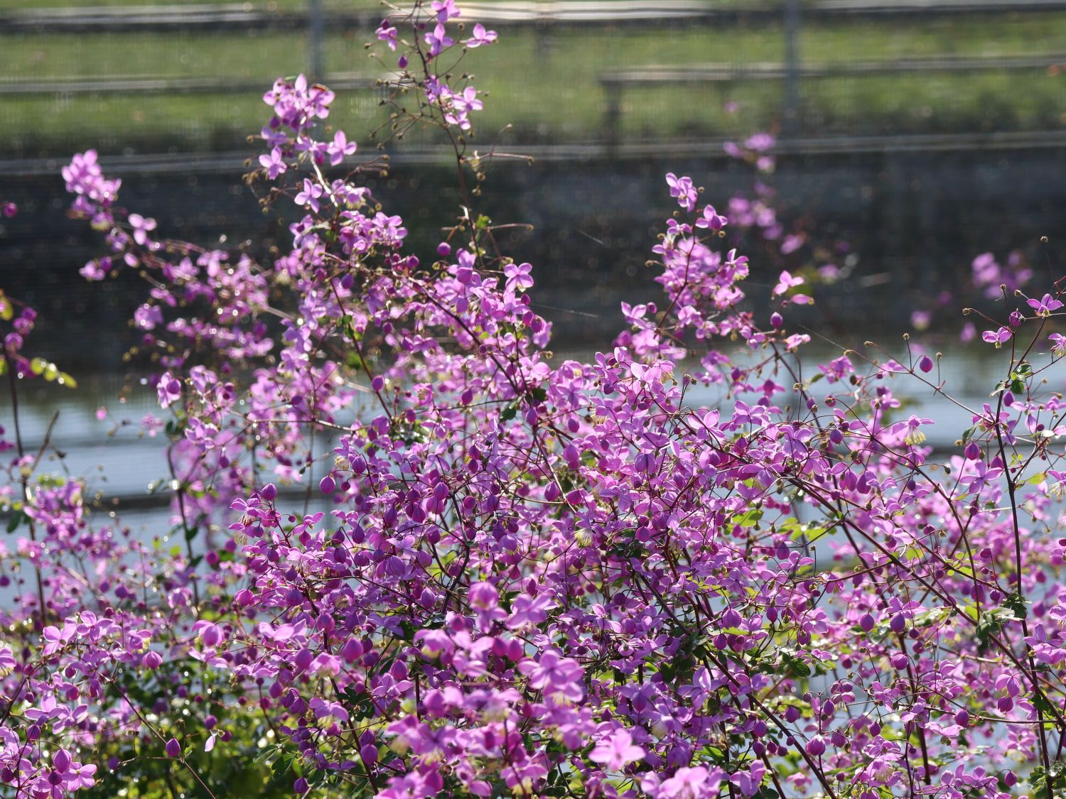 Akeleiblättrige Wiesenraute 'Purple Wings' - Thalictrum aquilegifolium 'Purple Wings'