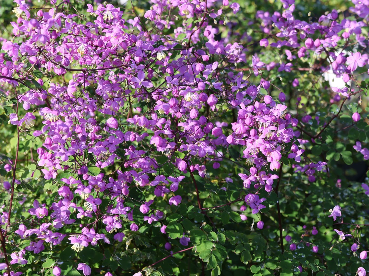 Akeleiblättrige Wiesenraute 'Purple Wings' - Thalictrum aquilegifolium 'Purple Wings'