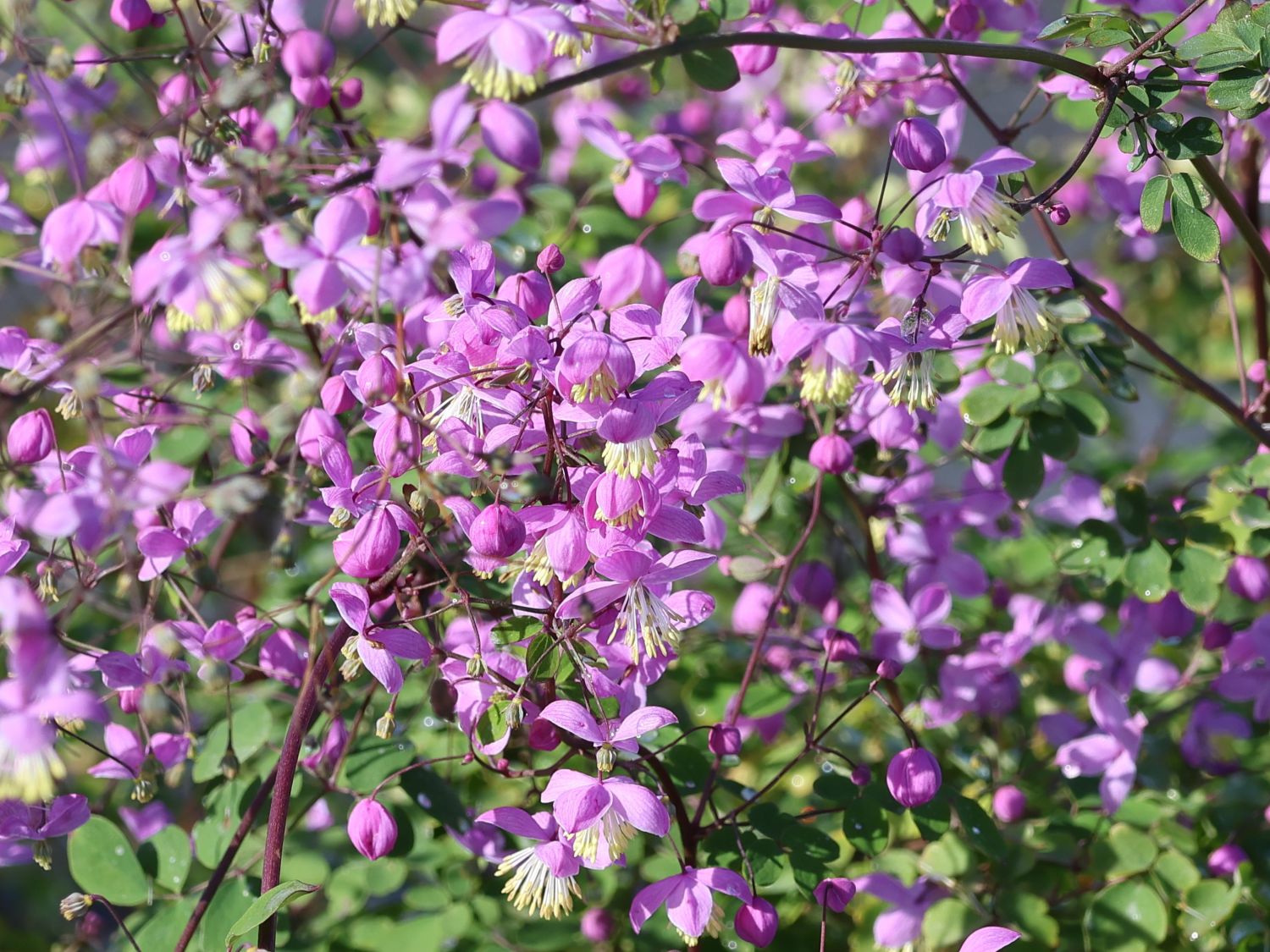 Akeleiblättrige Wiesenraute 'Purple Wings' - Thalictrum aquilegifolium 'Purple Wings'