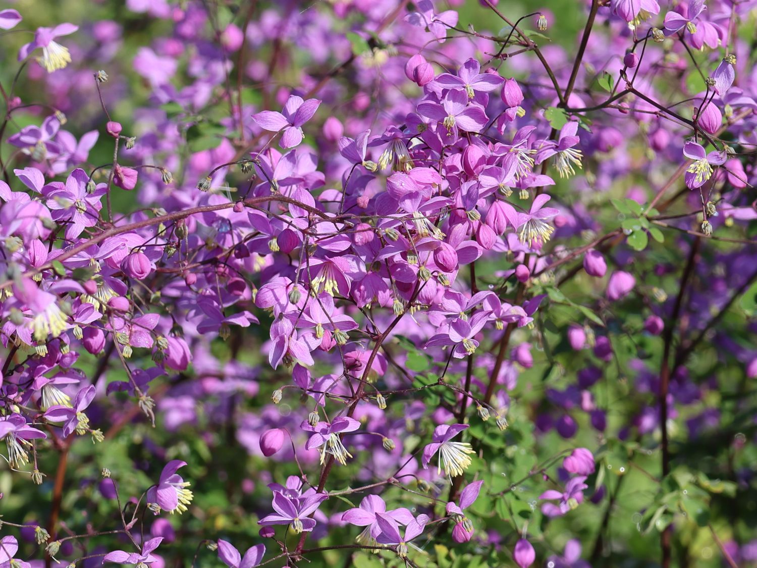 Akeleiblättrige Wiesenraute 'Purple Wings' - Thalictrum aquilegifolium 'Purple Wings'