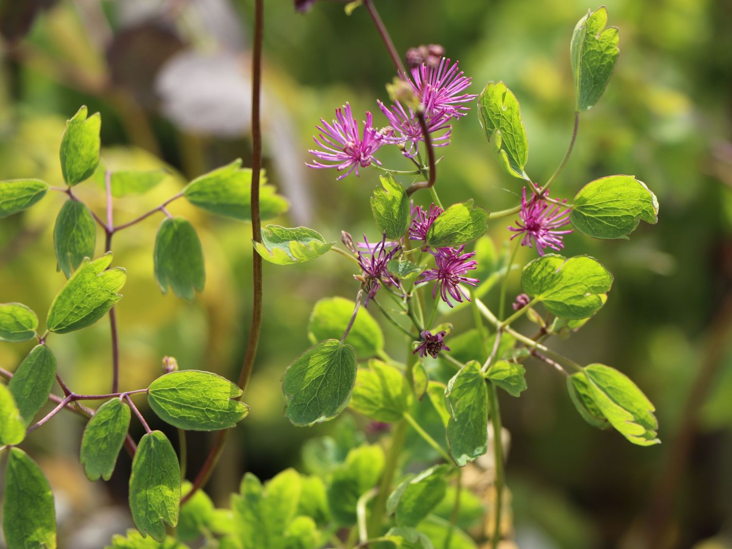 Akeleiblättrige Wiesenraute 'Thundercloud' - Thalictrum aquilegifolium 'Thundercloud'
