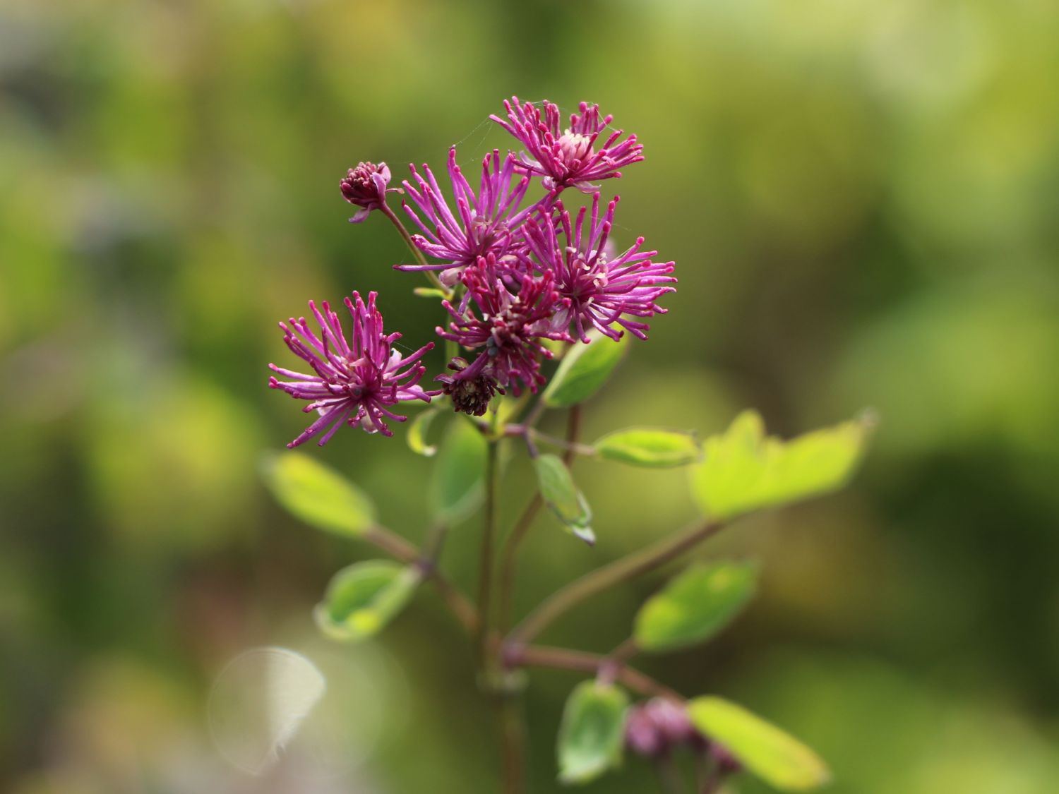 Akeleiblättrige Wiesenraute 'Thundercloud' - Thalictrum aquilegifolium 'Thundercloud'