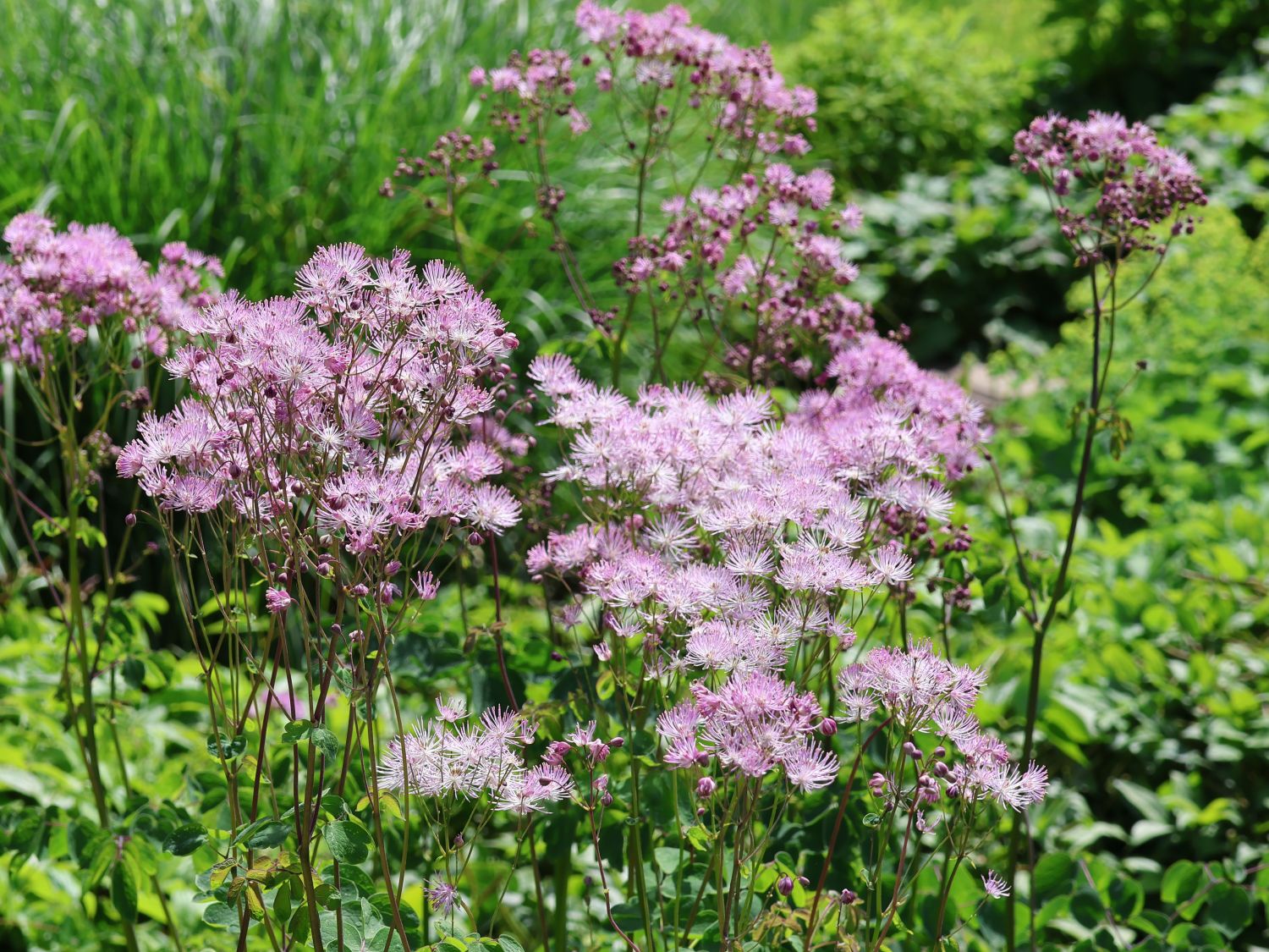 Akeleiblättrige Wiesenraute 'Thundercloud' - Thalictrum aquilegifolium 'Thundercloud'