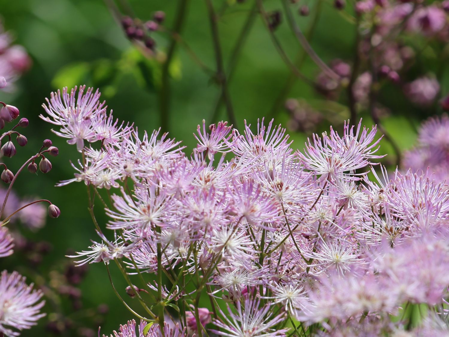 Akeleiblättrige Wiesenraute 'Thundercloud' - Thalictrum aquilegifolium 'Thundercloud'