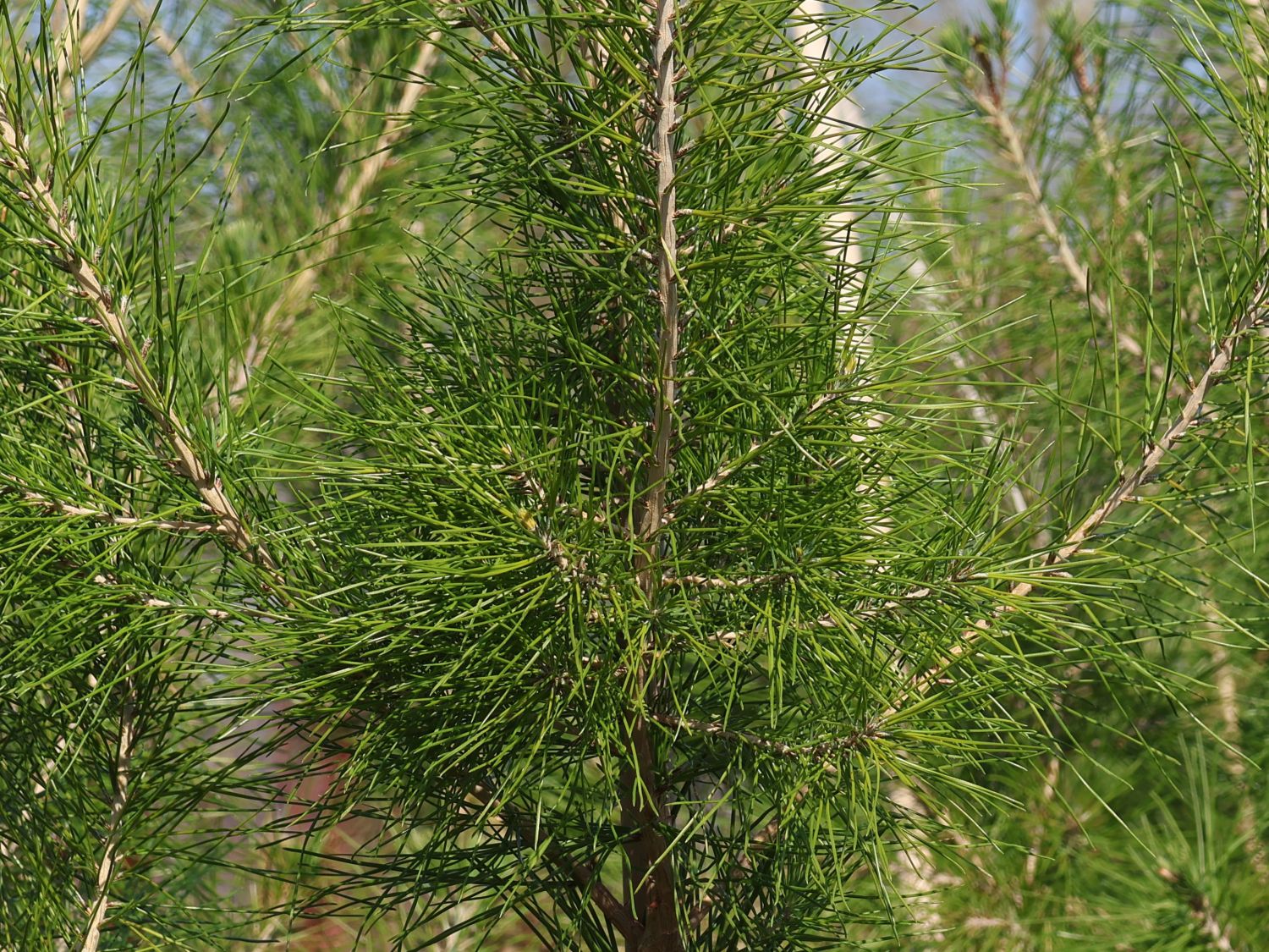 Aleppo-Kiefer - Pinus halepensis