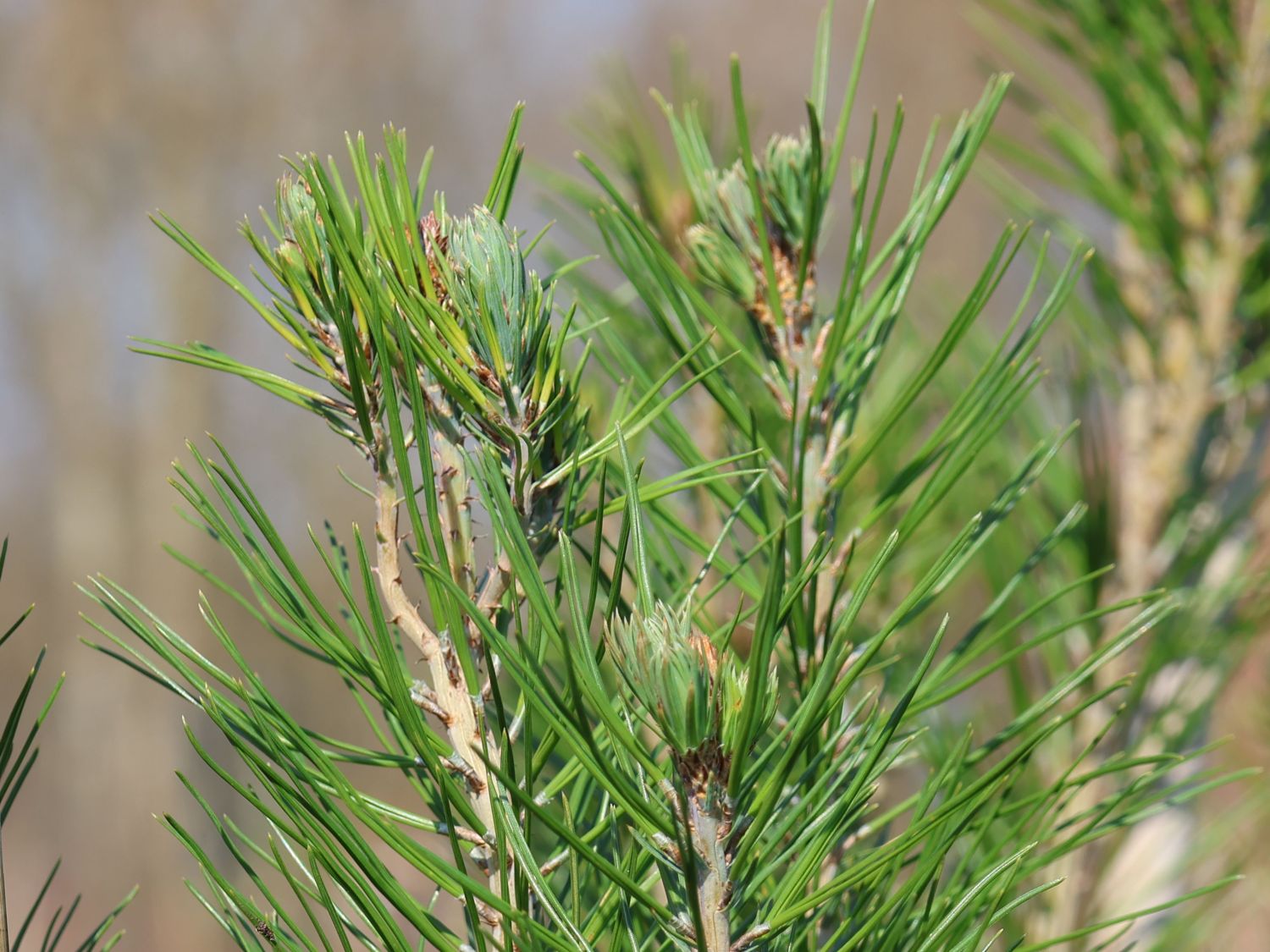 Aleppo-Kiefer - Pinus halepensis