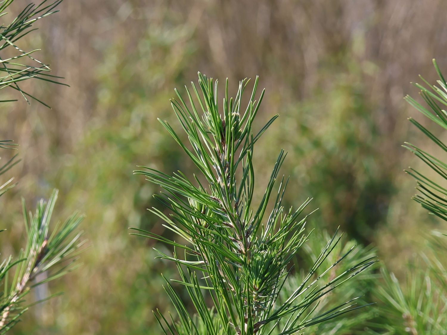 Aleppo-Kiefer - Pinus halepensis