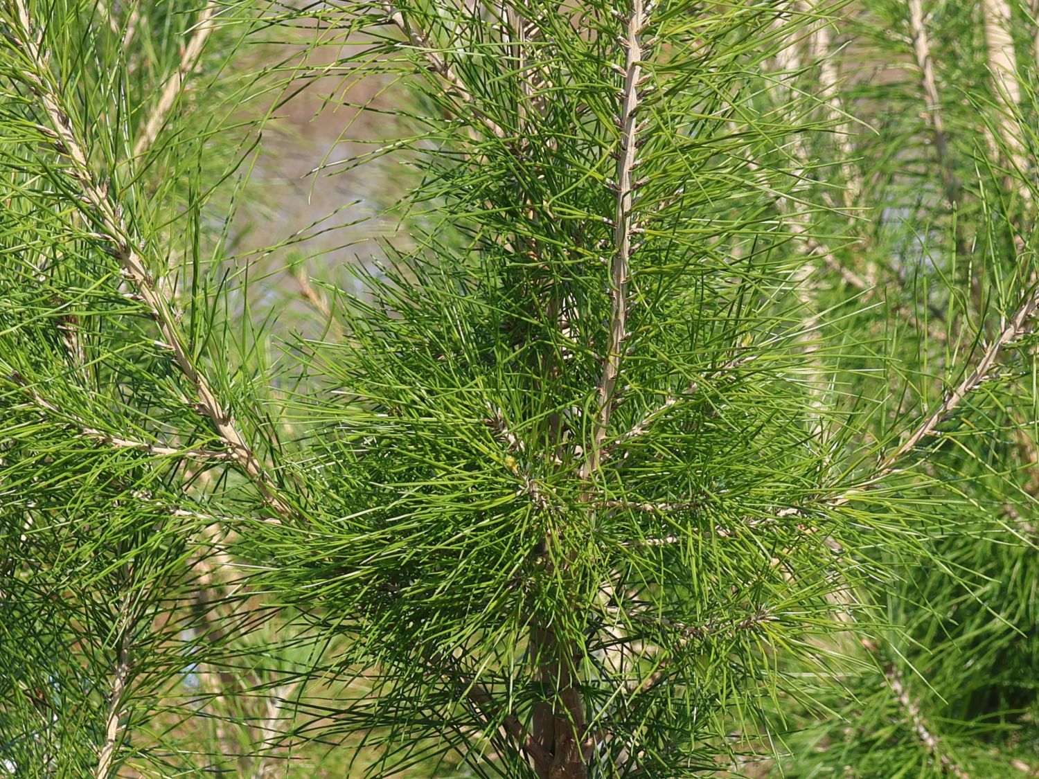 Aleppo-Kiefer - Pinus halepensis