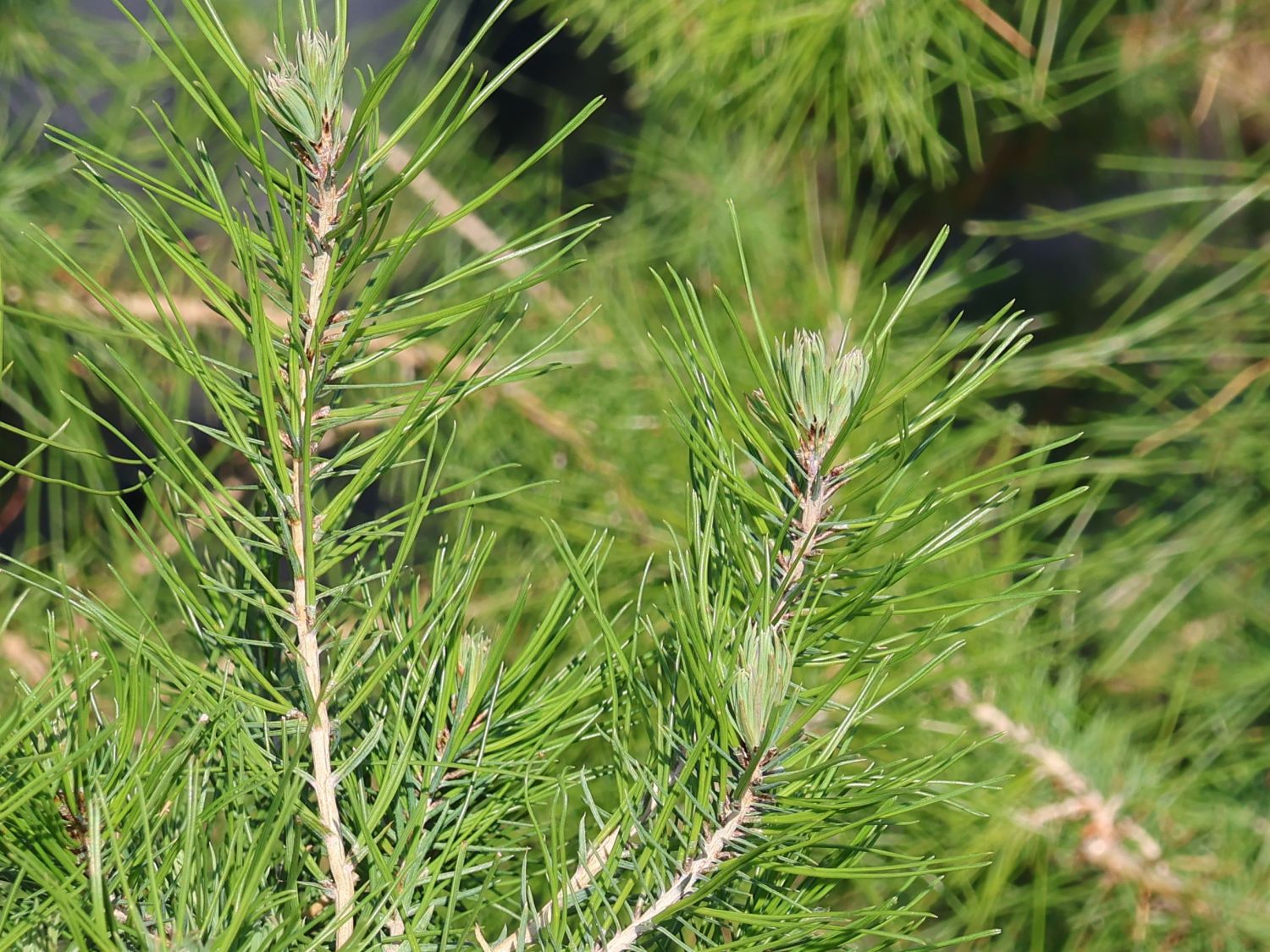 Aleppo-Kiefer - Pinus halepensis
