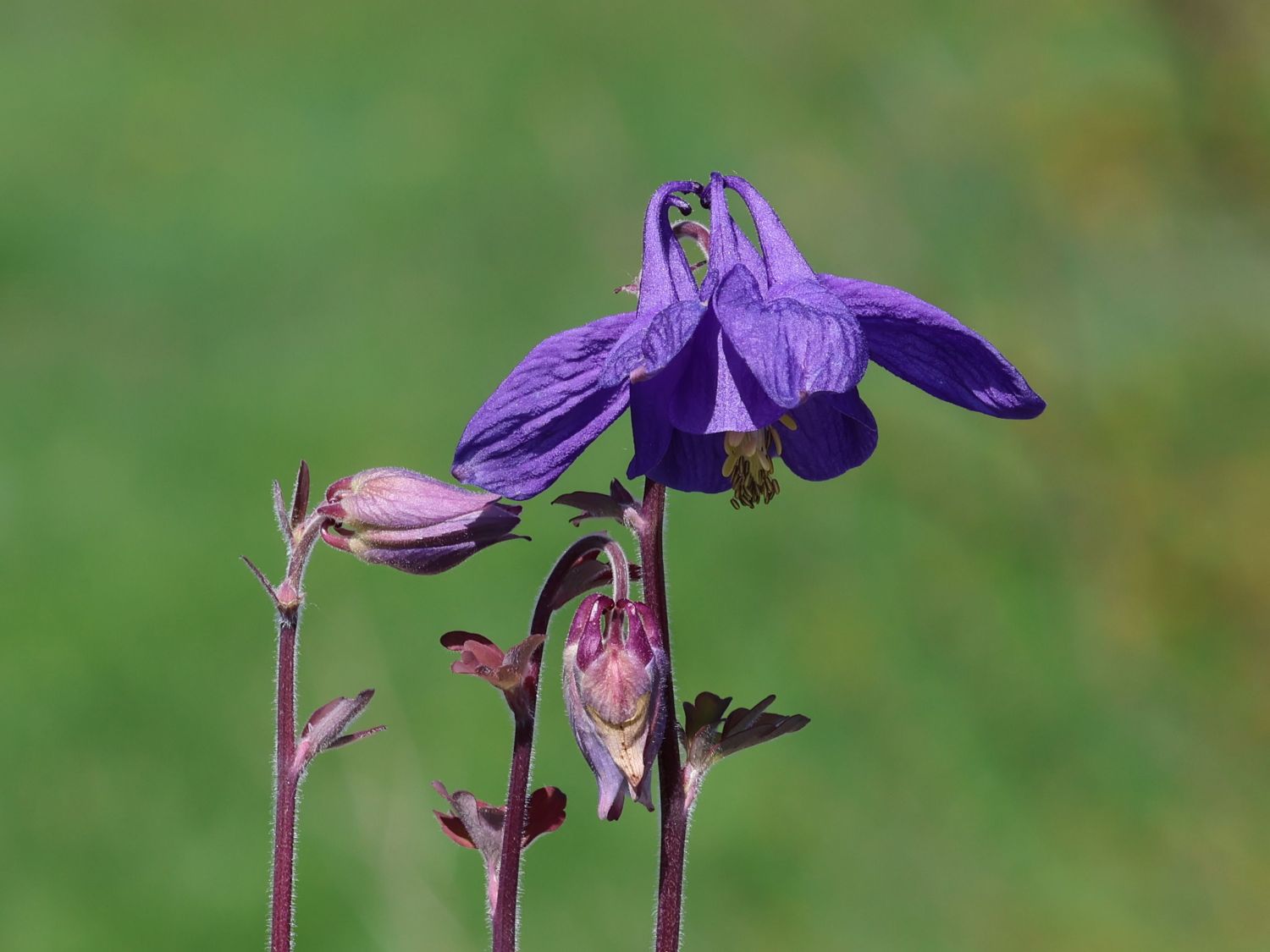 Alpen-Akelei 'Navy Blue'