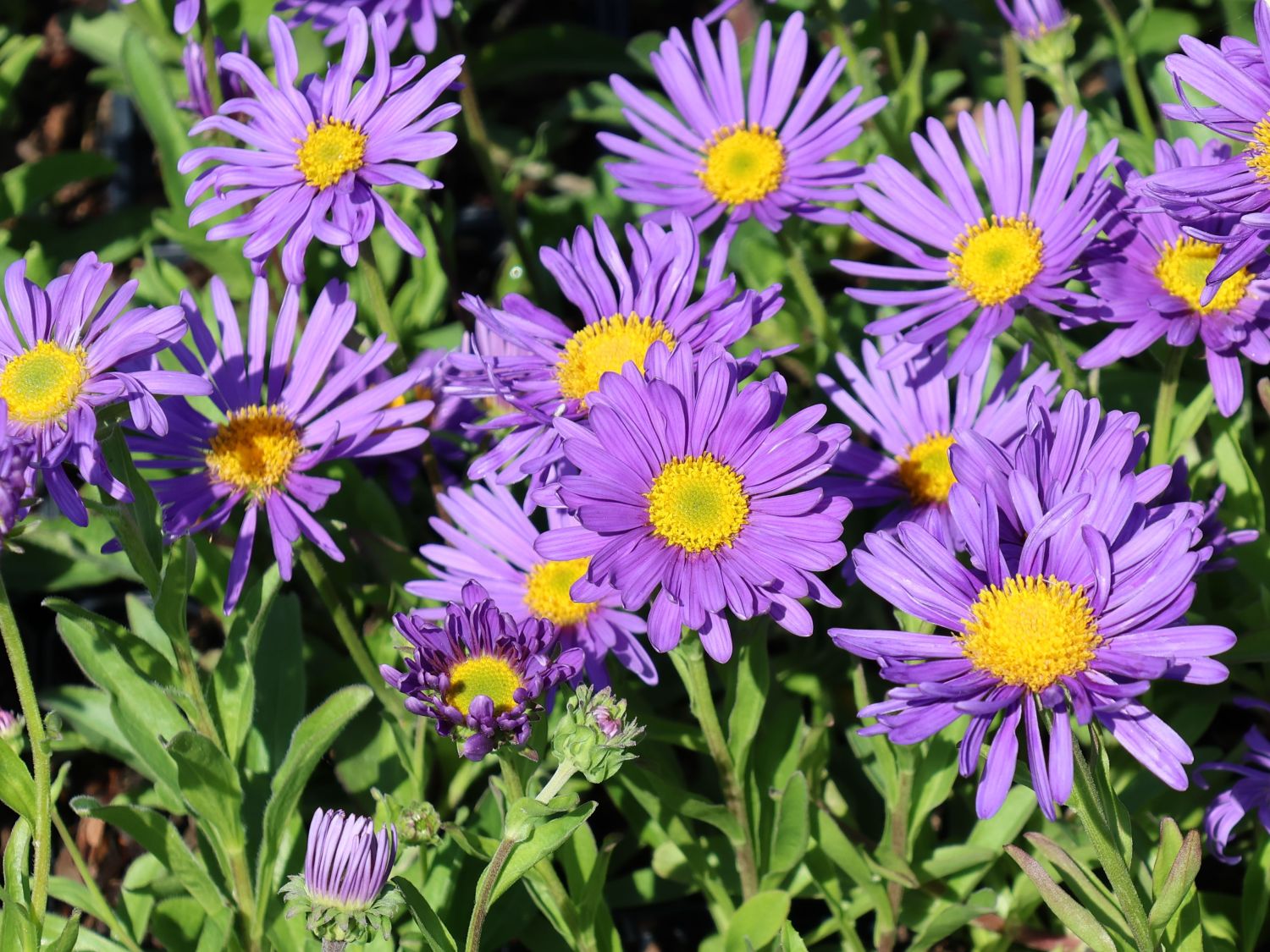 Alpen-Aster 'Dunkle Schöne'