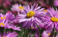 Alpen-Aster 'Happy End'