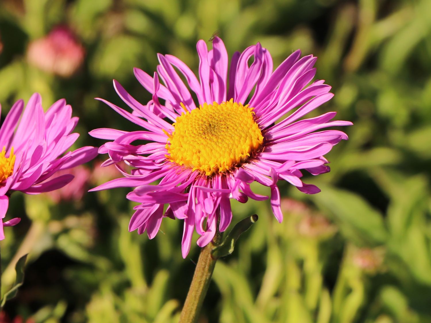 AlpenAster 'Happy End' Finde Deine neue Staude + Online Ratgeber