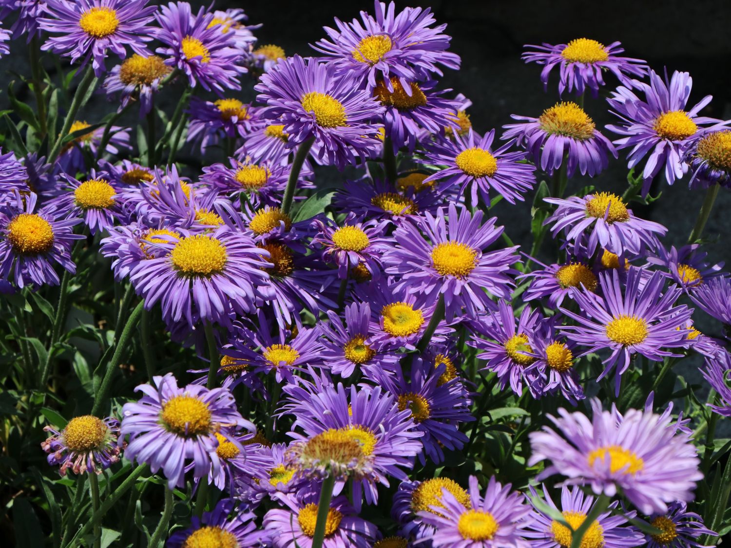 Alpen-Aster - Aster alpinus
