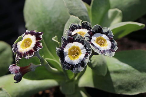 Alpen-Aurikel 'Alois' - Primula x pubescens 'Alois'