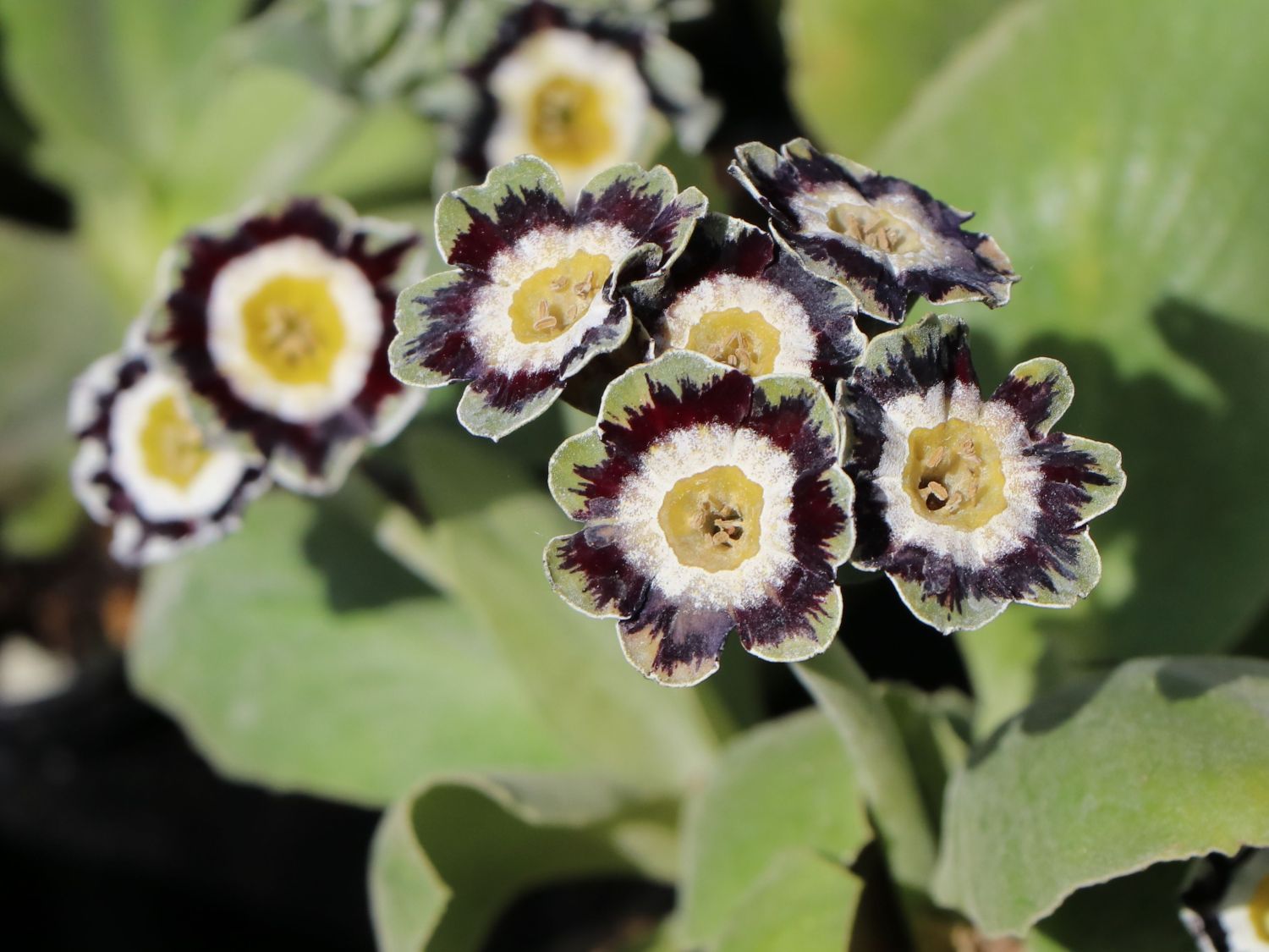 Alpen-Aurikel 'Alois' - Primula x pubescens 'Alois'