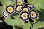 Alpen-Aurikel 'Alois' - Primula x pubescens 'Alois'