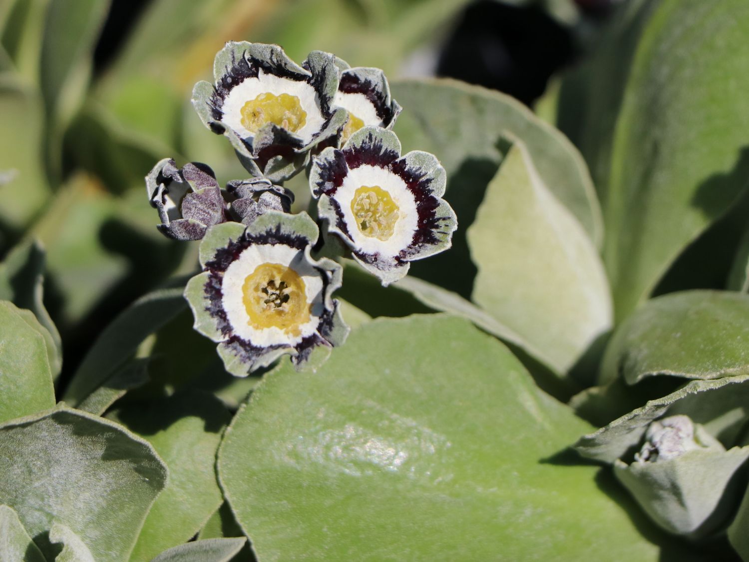 Alpen-Aurikel 'Alois' - Primula x pubescens 'Alois'