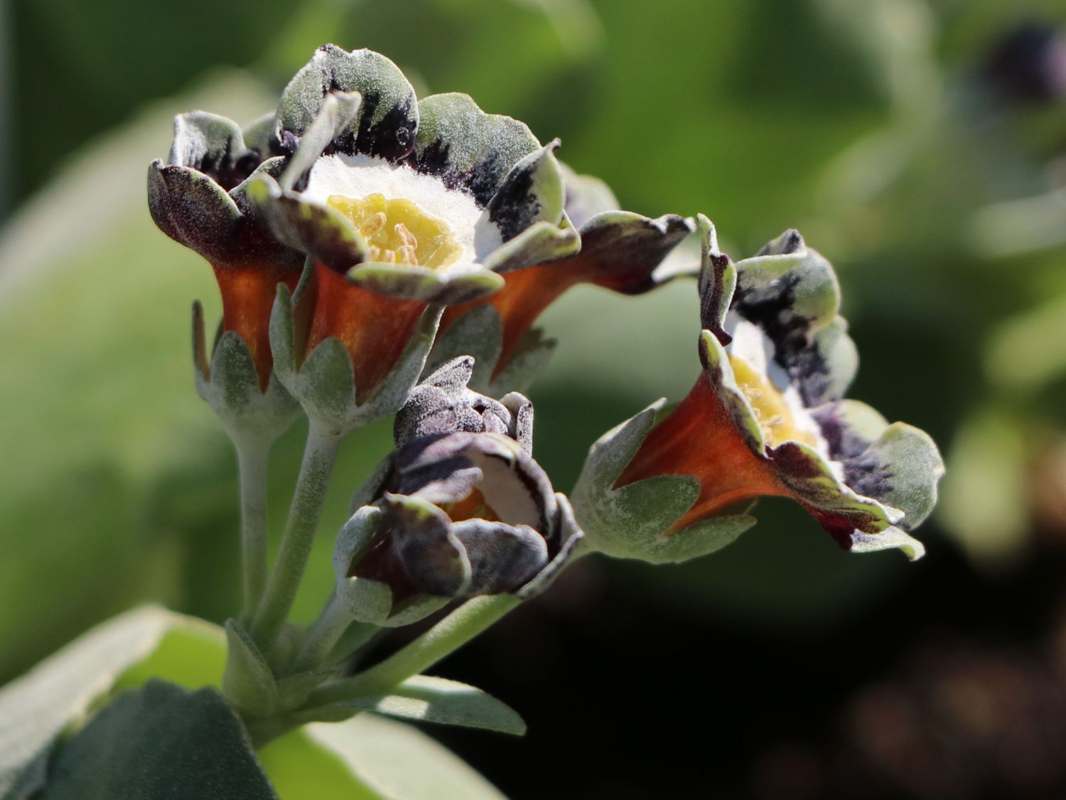 Alpen-Aurikel 'Alois' - Primula x pubescens 'Alois'