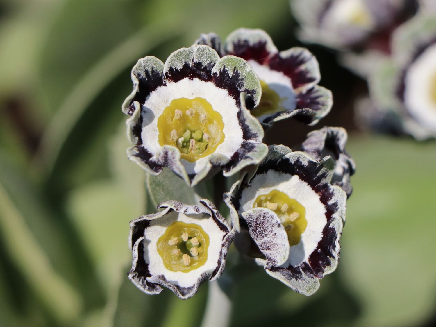 Alpen-Aurikel 'Alois' - Primula x pubescens 'Alois'