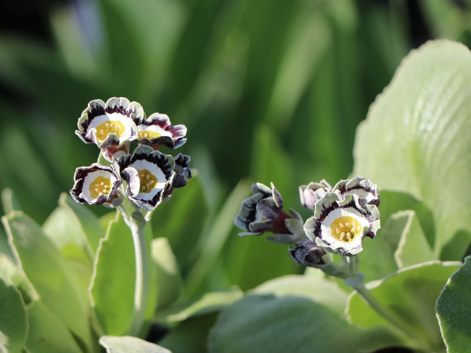 Alpen-Aurikel 'Alois' - Primula x pubescens 'Alois'