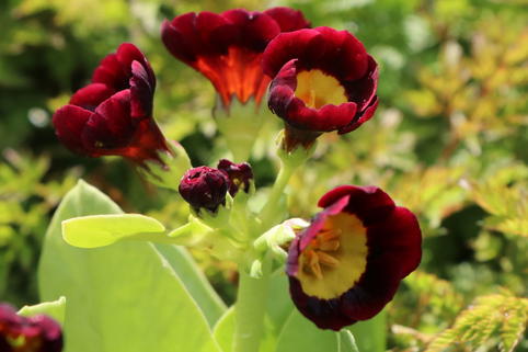 Alpen-Aurikel 'Louis' - Primula x pubescens 'Louis'