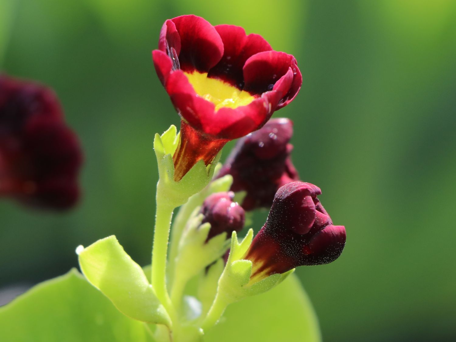 Alpen-Aurikel 'Louis' - Primula x pubescens 'Louis'