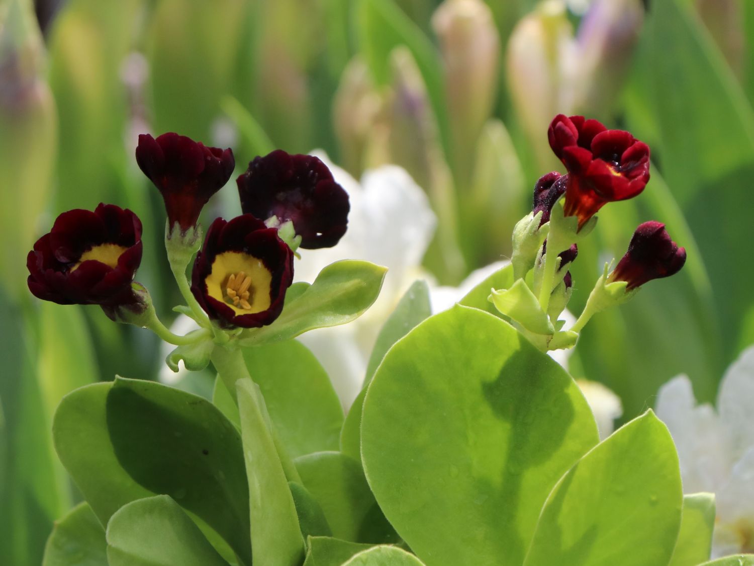 Alpen-Aurikel 'Louis' - Primula x pubescens 'Louis'