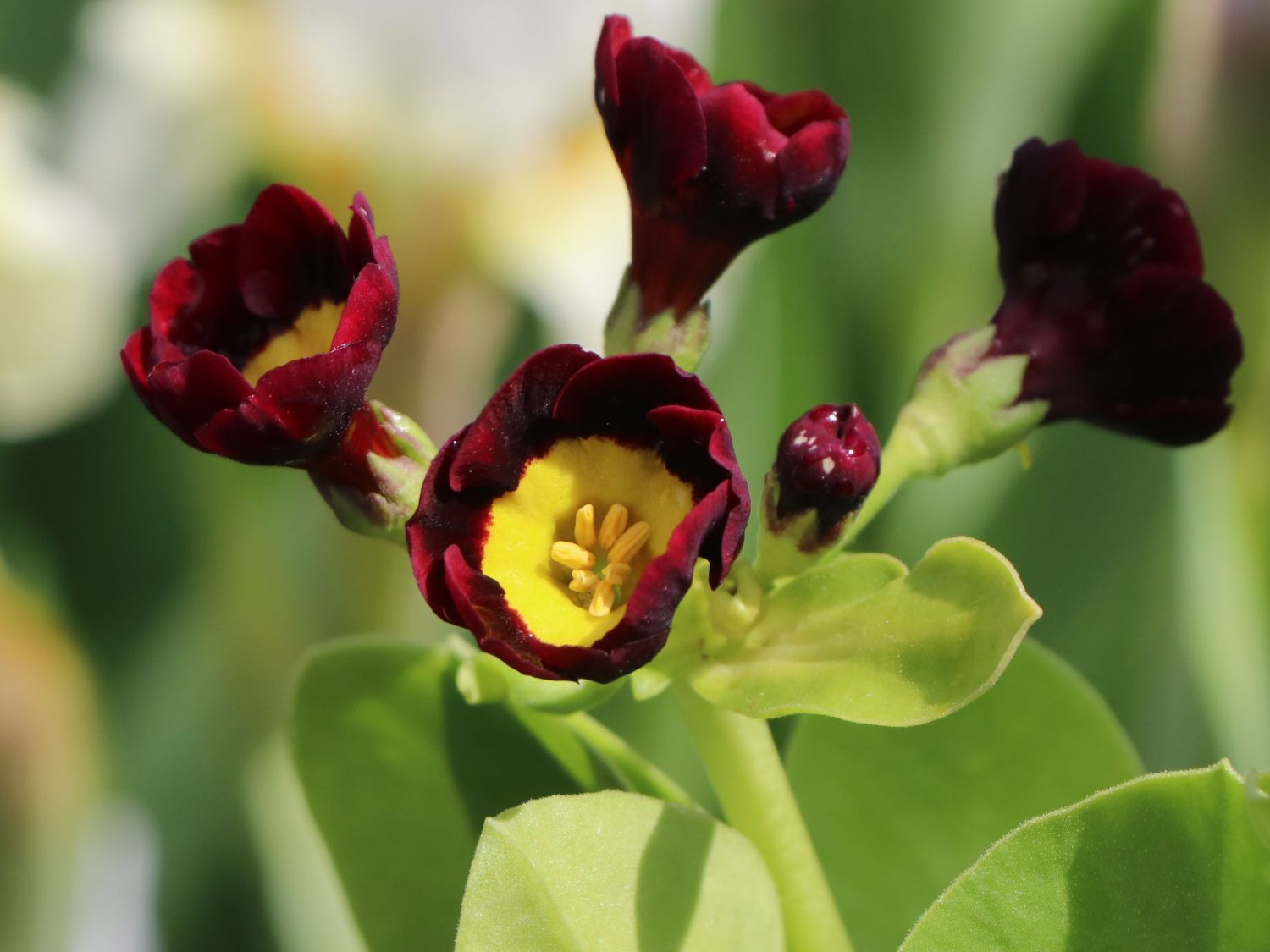 Alpen-Aurikel 'Louis' - Primula x pubescens 'Louis'