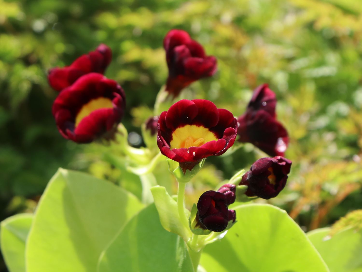 Alpen-Aurikel 'Louis' - Primula x pubescens 'Louis'