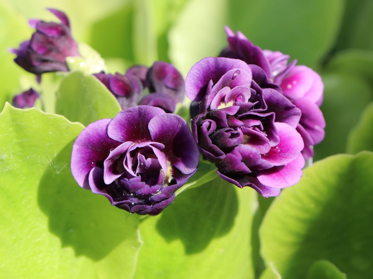 Alpen-Aurikel 'Reni' - Primula x pubescens 'Reni'