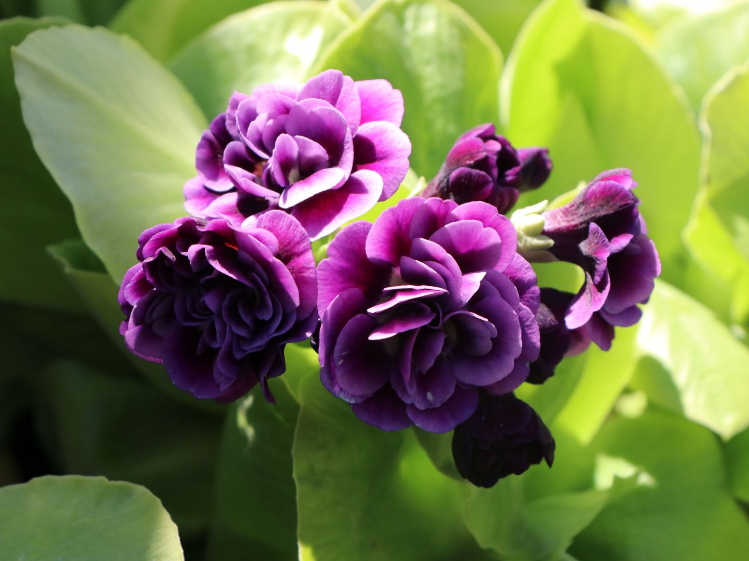 Alpen-Aurikel 'Reni' - Primula x pubescens 'Reni'