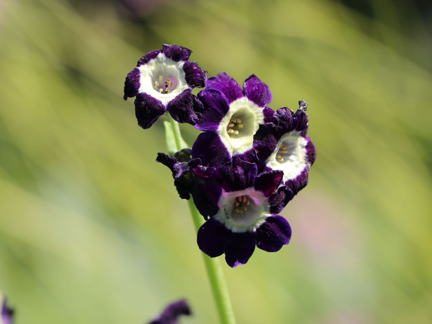 Alpen-Aurikel 'Vroni' - Primula x pubescens 'Vroni'