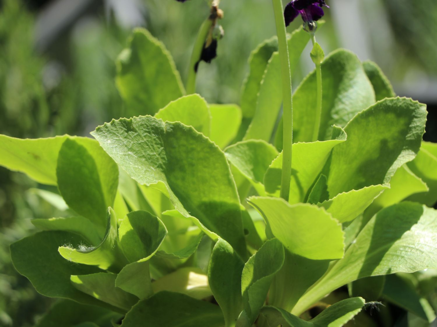 Alpen-Aurikel 'Vroni' - Primula x pubescens 'Vroni'