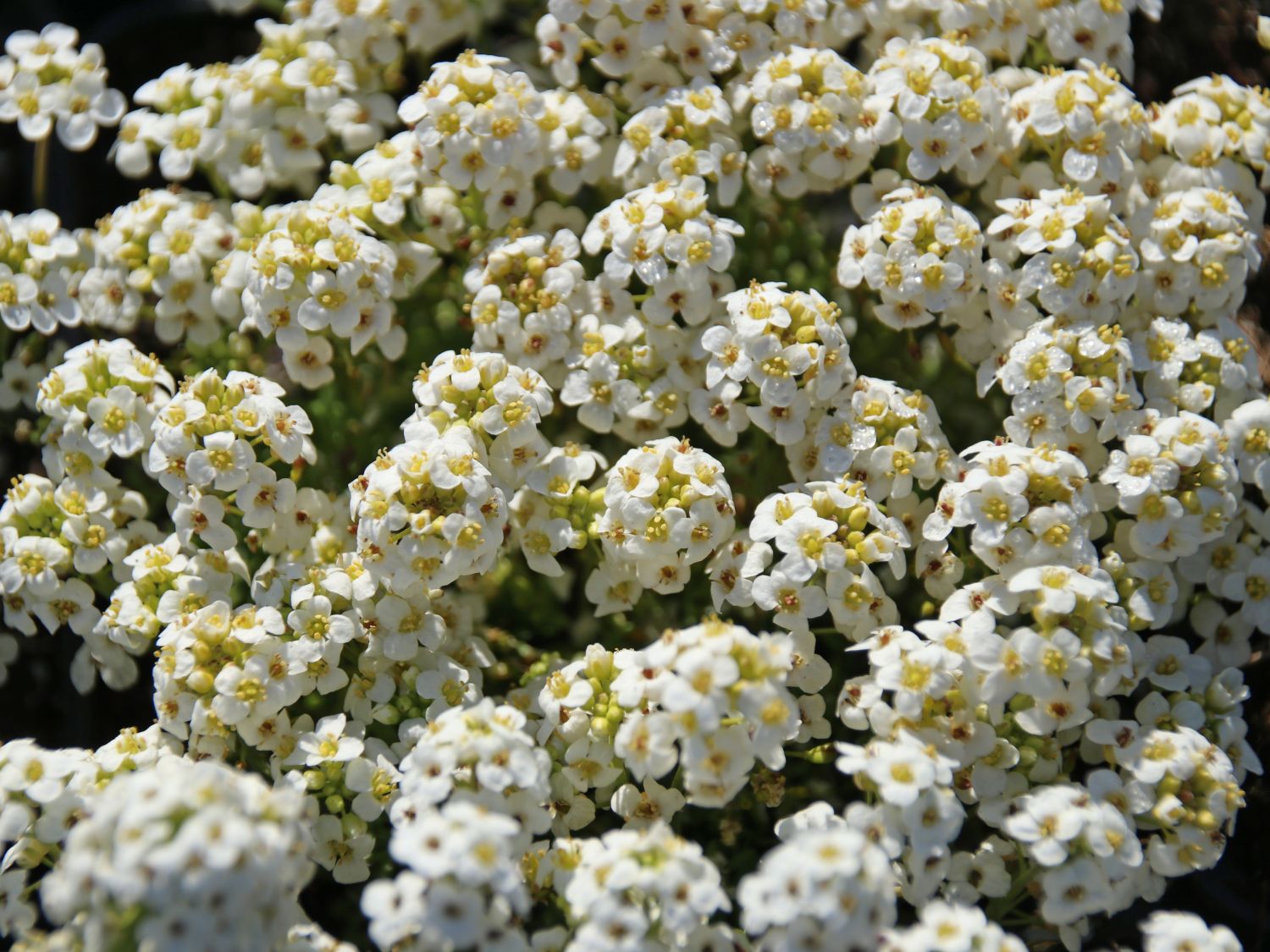 Alpen Gämskresse - Pritzelago alpina subsp. alpina