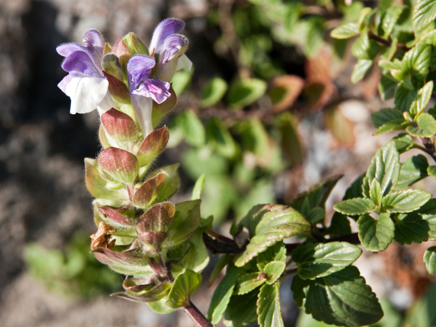 Helmkräuter (Scutellaria)
