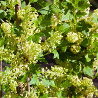 Alpen-Johannisbeere 'Schmidt' - Ribes alpinum 'Schmidt'