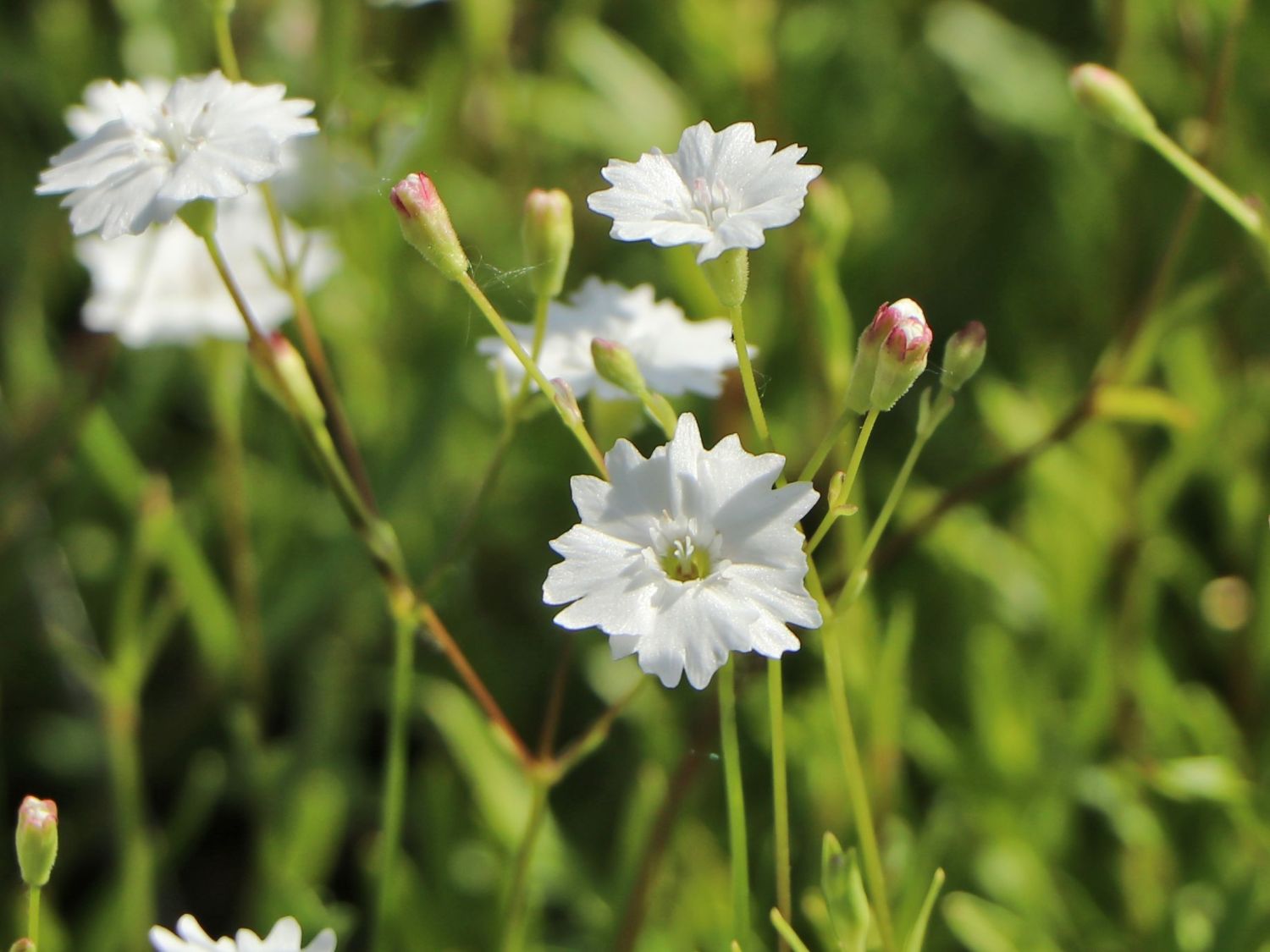 Alpen-Leimkraut 'Starry Dreams'
