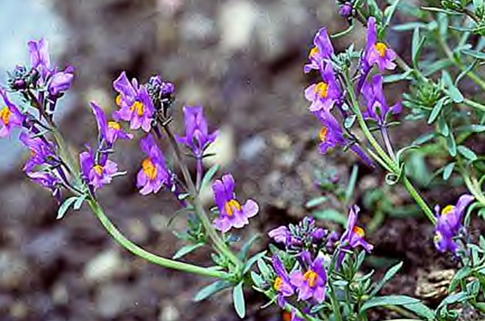 Alpen-Leinkraut - Linaria alpina