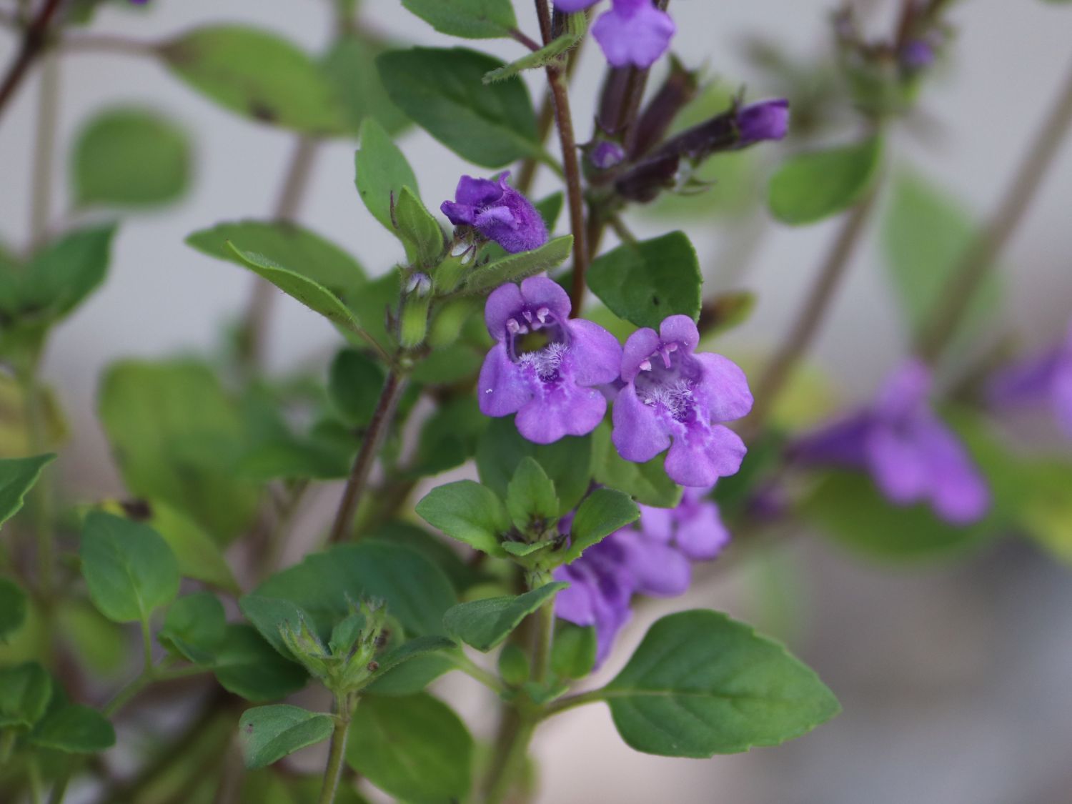 Steinquendel (Acinos)