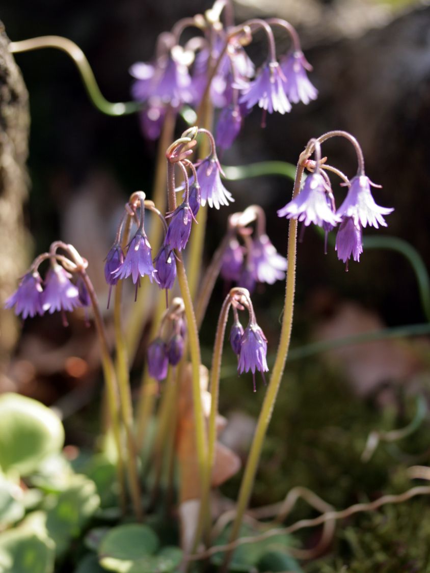 Alpenglöckchen (Soldanella)