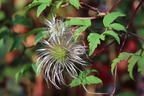 Alpen-Waldrebe 'Frances Rivis' - Clematis alpina 'Frances Rivis'