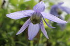 Alpen-Waldrebe 'Frances Rivis' - Clematis alpina 'Frances Rivis'