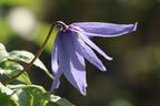 Alpen-Waldrebe 'Frances Rivis' - Clematis alpina 'Frances Rivis'