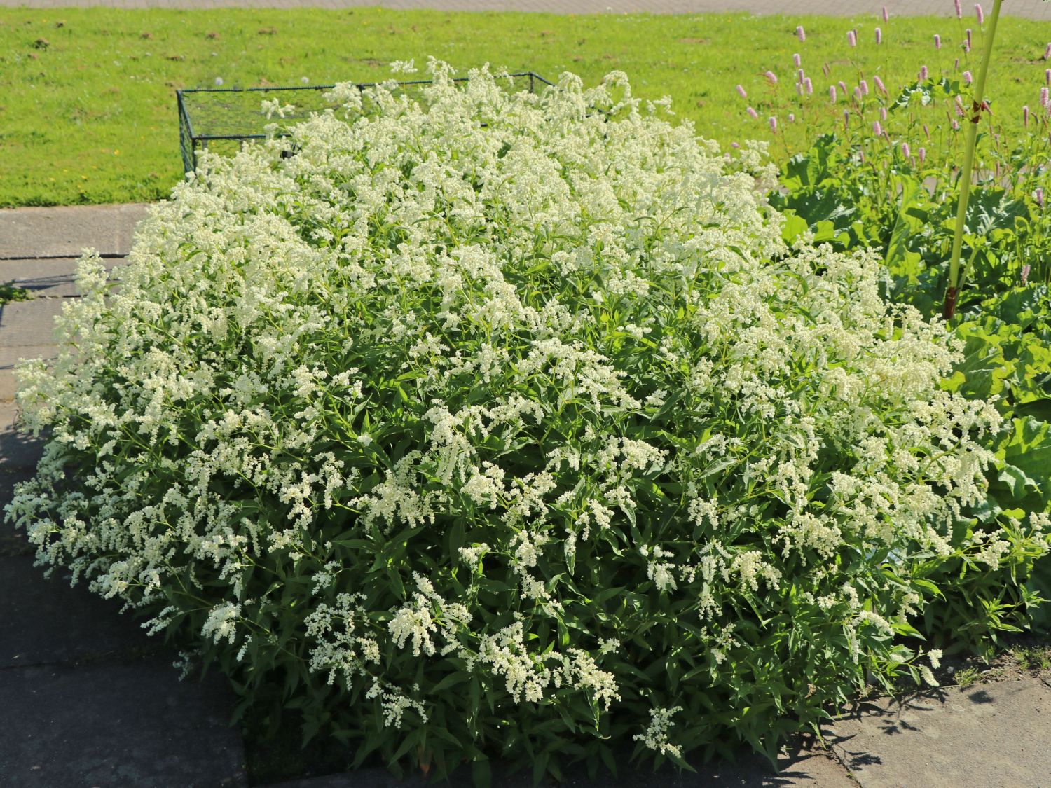 Alpenknöterich - Aconogonon alpinum